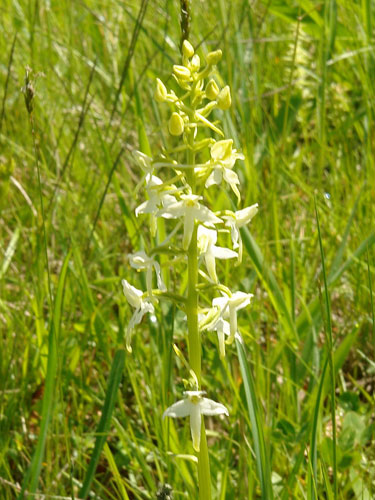 Foto orhidee alba sub Magura (c) Petru Goja
